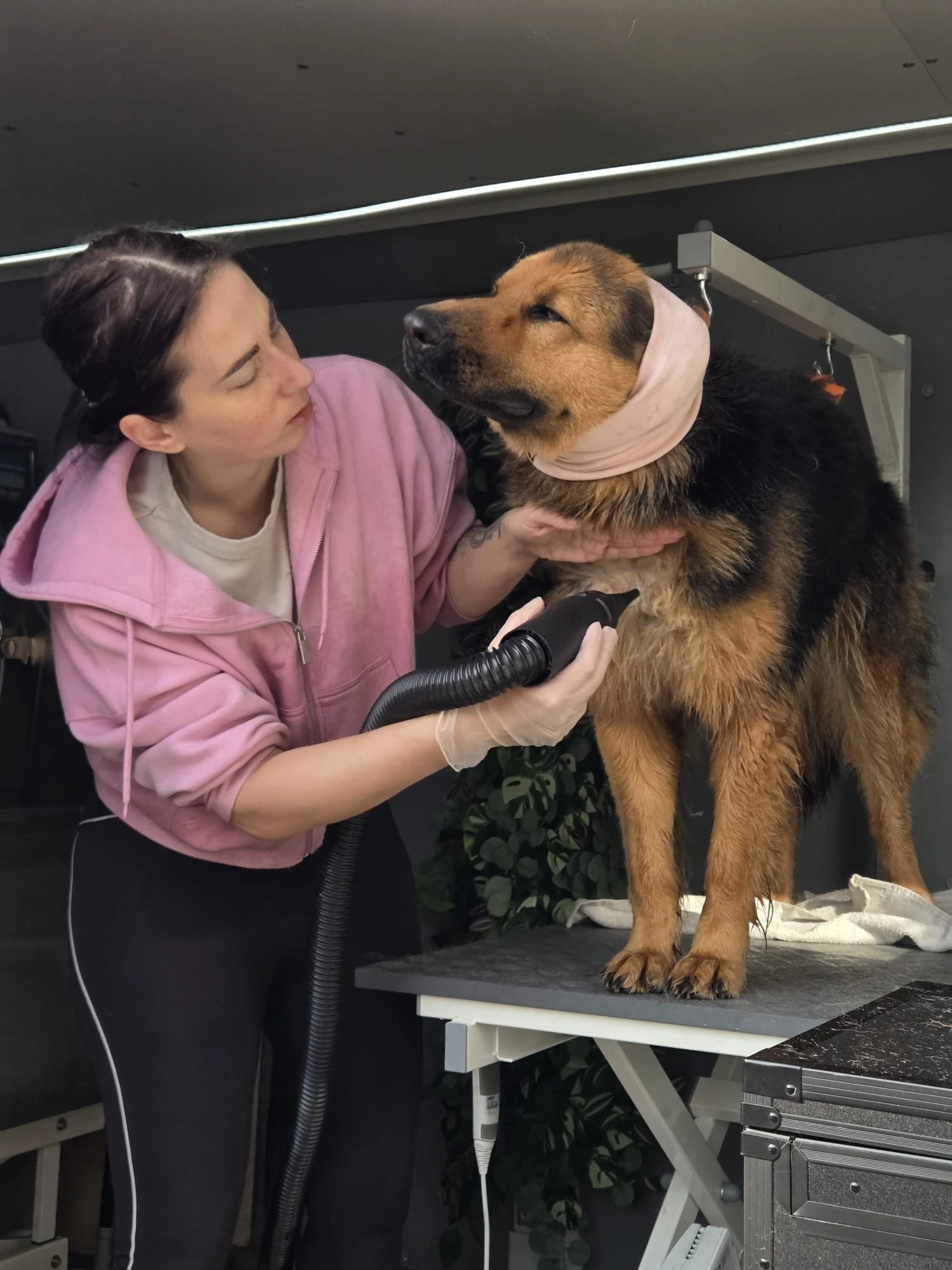 Fellliebe Bus Hund